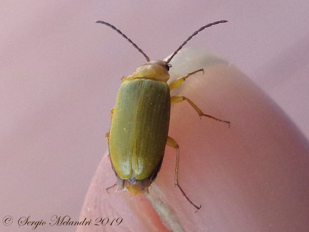 Tenebrionidae Alleculinae: Cteniopus sulphureus